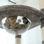 DualTower scratching post grey variant with cat in transparent bowl bed DualTower scratching post grey variant with cat in transparent bowl bed