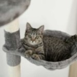 DualTower scratching post grey variant with cat in hanging basket DualTower scratching post grey variant with cat in hanging basket